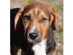 Adopt Epida a Black Mixed Breed (Large) / Mixed dog in Pekin, IL (37666699)