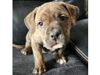 Adopt Braeburn a Labrador Retriever dog in Windsor, CO (37666617)