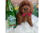 Cavapoo Puppy for sale in Homewood, IL, USA