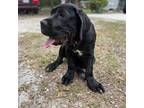 Cane Corso Puppy for sale in Dunnellon, FL, USA