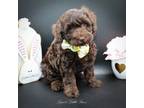 Schnoodle (Standard) Puppy for sale in Kernersville, NC, USA