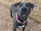 Majesty, American Staffordshire Terrier For Adoption In Coon Rapids, Minnesota