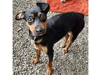 Blossom (id# A0052264779), Miniature Pinscher For Adoption In Oakland