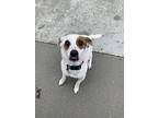 Kaia, Jack Russell Terrier For Adoption In Kalamazoo, Michigan