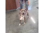 Maisie, American Pit Bull Terrier For Adoption In Gautier, Mississippi