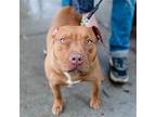Ginger (id# A0052238336), American Pit Bull Terrier For Adoption In Oakland