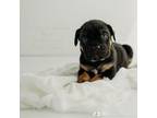 Cane Corso Puppy for sale in Castle Rock, WA, USA