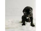 Cane Corso Puppy for sale in Castle Rock, WA, USA