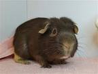 Rocky, Guinea Pig For Adoption