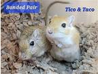 Taco, Gerbil For Adoption In M