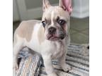 French Bulldog Puppy for sale in Gordonsville, VA, USA