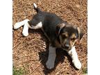 Krispie Timberlake, Labrador Retriever For Adoption In Apex, North Carolina