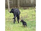 Oatmeal Timberlake, Labrador Retriever For Adoption In Apex, North Carolina