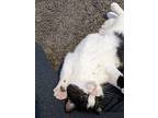 Belle, Domestic Shorthair For Adoption In Fond Du Lac, Wisconsin