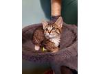 Aloma, Domestic Shorthair For Adoption In Fond Du Lac, Wisconsin