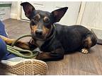 Roxy, Terrier (unknown Type, Medium) For Adoption In Opelousas, Louisiana