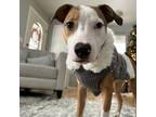 Adopt Patty a German Shepherd Dog, Pit Bull Terrier