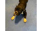 Adopt Rory a American Staffordshire Terrier
