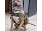Adopt Mercy a Pit Bull Terrier