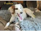 Adopt Frankie a Poodle