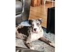 Adopt Miracle a American Bully, Catahoula Leopard Dog
