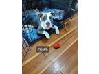 Adopt Pearl a American Bully, American Staffordshire Terrier