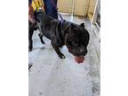 Adopt HUBBA BUBBA a Pit Bull Terrier