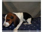 Beagle PUPPY FOR SALE ADN-577165 - NJ NY PA CA Beagles