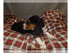 Beagle PUPPY FOR SALE ADN-577167 - NJ NY PA CA Beagles