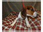 Beagle PUPPY FOR SALE ADN-577168 - NJ NY PA CA Beagles