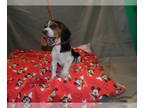 Beagle PUPPY FOR SALE ADN-577170 - NJ NY PA CA Beagles