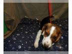 Beagle PUPPY FOR SALE ADN-577171 - NJ NY PA CA Beagles