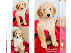 Goldendoodle PUPPY FOR SALE AD