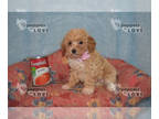 Poodle (Toy) PUPPY FOR SALE ADN-576880 - AKC FULL REGISTRATION TINY TOY ANNA