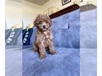 Poodle (Toy) PUPPY FOR SALE ADN-577477 - Tiny AKC Teacup Toy Poodle
