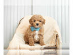 Poodle (Toy) PUPPY FOR SALE ADN-576929 - Adorable AKC Champion Line Toy Poodle