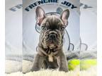 French Bulldog PUPPY FOR SALE ADN-577079 - Nina