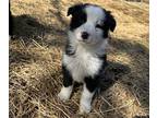 Border Collie PUPPY FOR SALE ADN-576857 - A Stand Out Kinda Guy