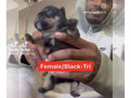French Bulldog PUPPY FOR SALE ADN-576911 - Black Tri French bulldog female