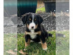 Bernese Mountain Dog PUPPY FOR SALE ADN-576997 - Bernese Mountain Dog