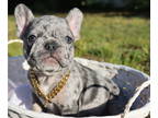French Bulldog PUPPY FOR SALE ADN-577114 - Micro Frenchie Blue Merle Tan Points