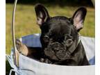 French Bulldog PUPPY FOR SALE ADN-577116 - Micro Frenchie black and tan Girl