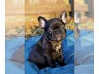 French Bulldog PUPPY FOR SALE ADN-577117 - Micro Frenchie brindle Girl