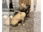 Boerboel PUPPY FOR SALE ADN-577135 - Mila comes with everything you need