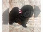 Chow Chow PUPPY FOR SALE ADN-577219 - stunning chow chow puppies for sale