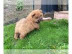 Chow Chow PUPPY FOR SALE ADN-577230 - very cute and outgoing family raised chow
