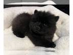 Chow Chow PUPPY FOR SALE ADN-577238 - Beautiful Black female and male available