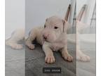 Dogo Argentino PUPPY FOR SALE ADN-577298 - Cerberus Dogos Clio x Apollo