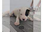 Dogo Argentino PUPPY FOR SALE ADN-577299 - Cerberus Dogos Clio x Apollo