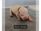 Dogo Argentino PUPPY FOR SALE ADN-577301 - Cerberus Dogos Clio x Apollo